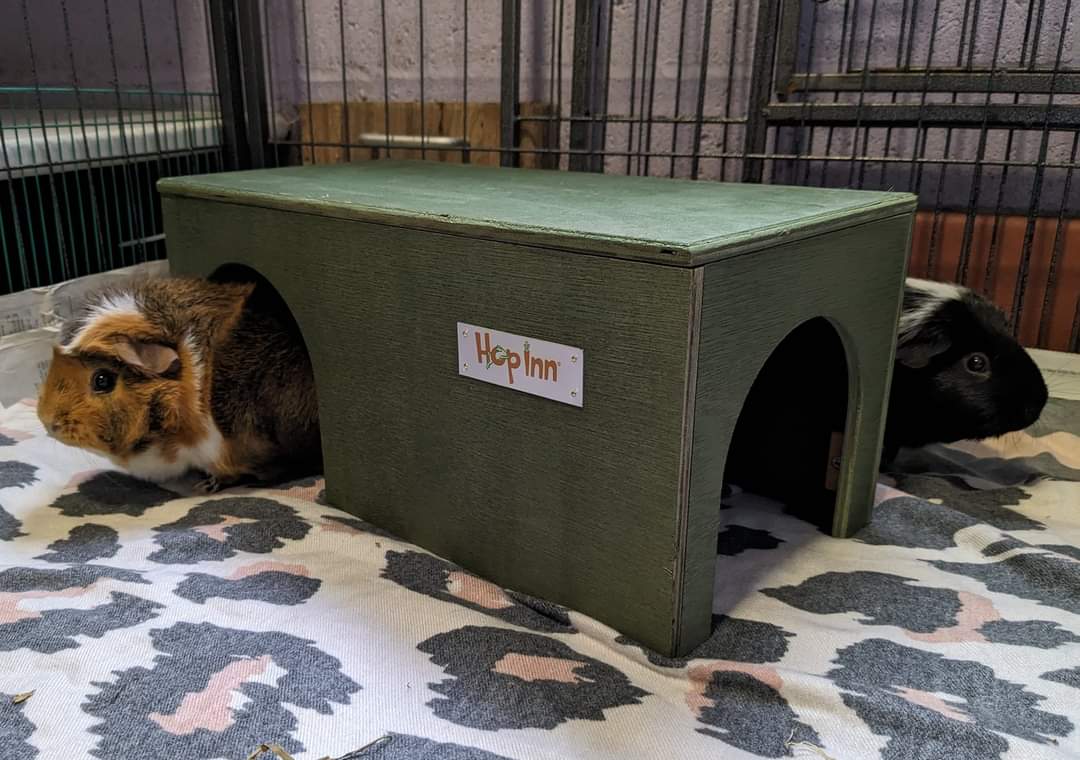 Guinea Pig House - Moss Green - Image 2
