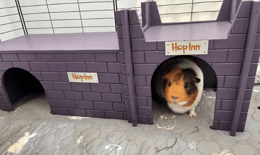 Guinea Pig Castle Hideaway use Together or Separately (Czar Plum)