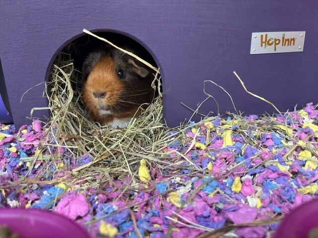 Guinea Pig House - Czar Plum