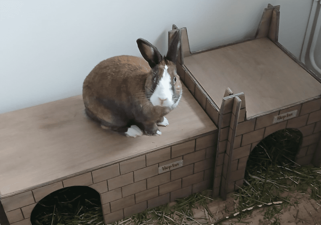 Rabbit Bricked Hideaway (Weathered Wood) - Image 2