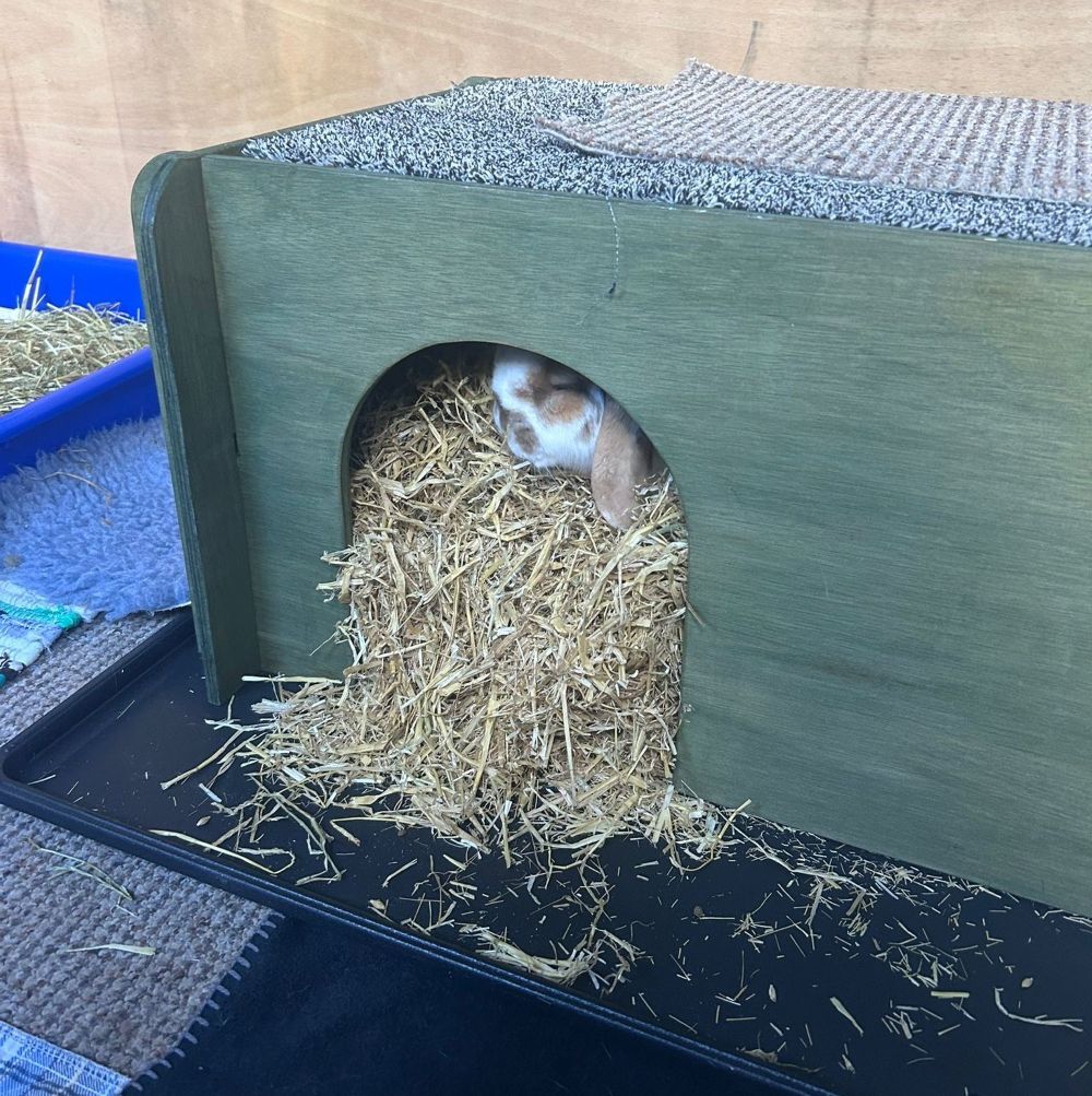Giant Rabbit Hideaway for Indoor or Outdoor - Colour Options (New) - Image 9