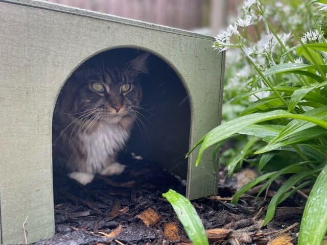 Rabbit Hideaway Cat Hideout - Moss Green - Image 9
