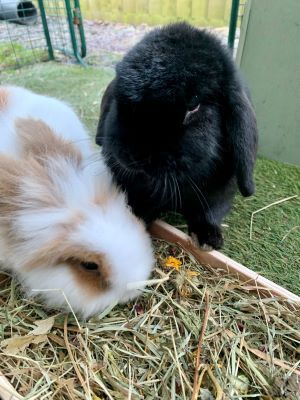Forage Box Tray for Rabbits and Guinea Pigs (Czar Plum) - Image 3
