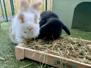 Forage Box Tray for Rabbits and Guinea Pigs (Czar Plum) - Image 2