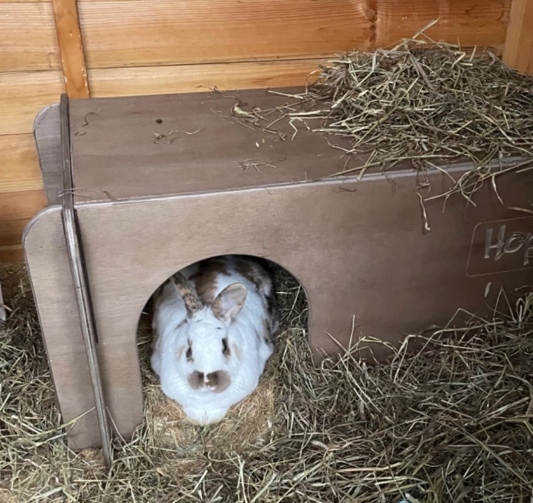 Giant Rabbit Hideaway Wooden Double Entrance for Indoor or Outdoor - Colour Options (New) - Image 3