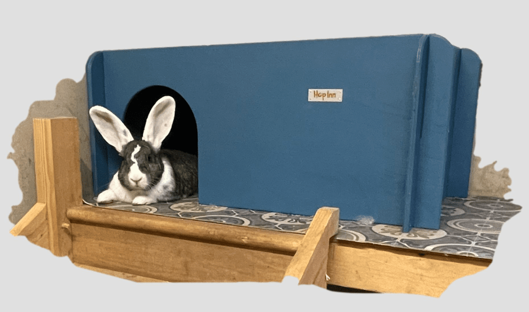 Giant Rabbit Hideaway Wooden Double Entrance for Indoor or Outdoor - Colour Options (New)