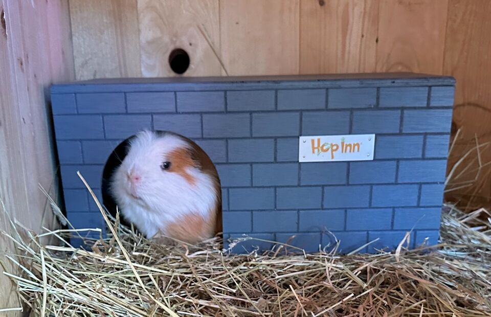 Guinea Pig Castle Hideaway use Together or Separately (Slate Grey) - Image 4