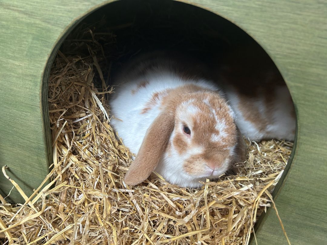 Giant Rabbit Hideaway Wooden Double Entrance for Indoor or Outdoor - Colour Options (New) - Image 8