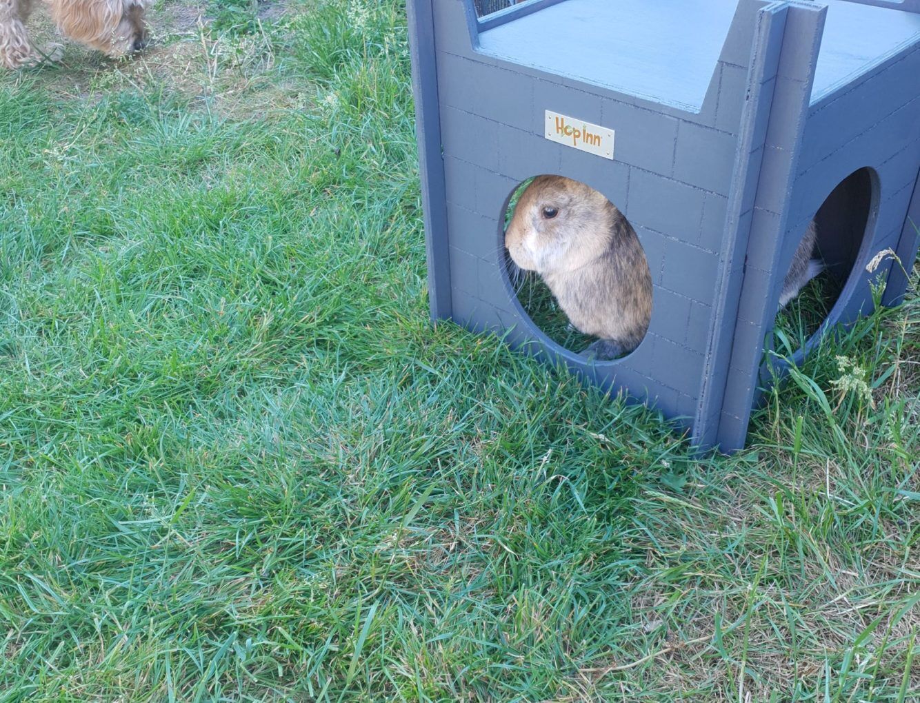 Rabbit Castle for Cats and Kittens too (Slate Grey) - Image 7