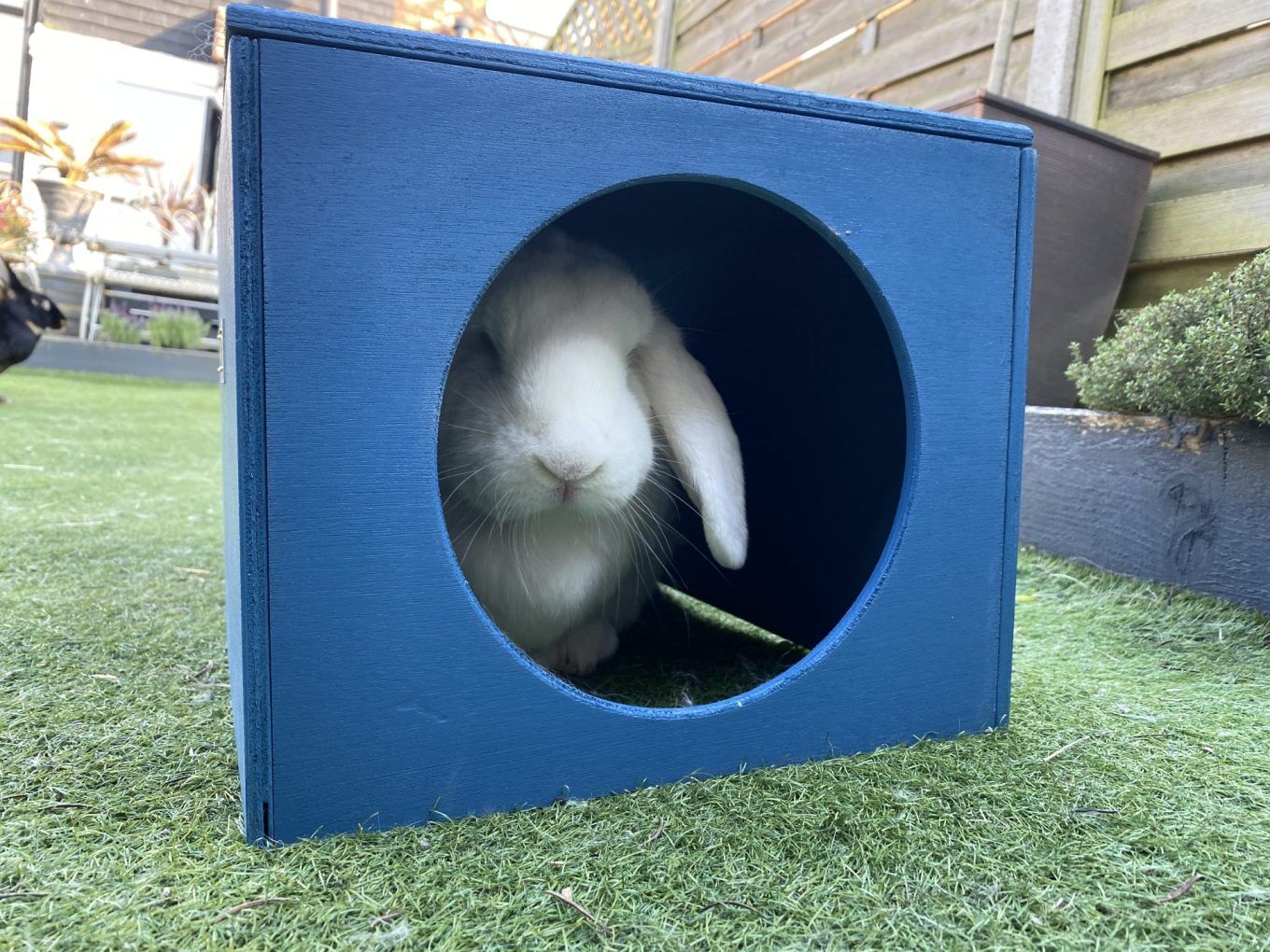 Rabbit Hideaway House - Mariner Blue - Image 2