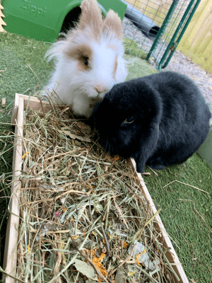 Forage Box Tray for Rabbits and Guinea Pigs (Czar Plum) - Image 4