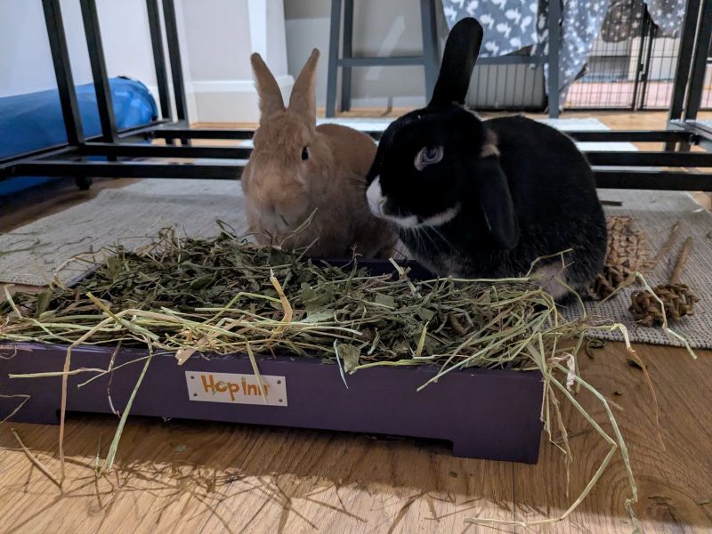 Forage Box Tray for Rabbits and Guinea Pigs (Czar Plum) - Image 5