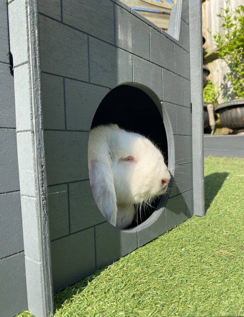 Rabbit Castle for Cats and Kittens too (Slate Grey) - Image 4