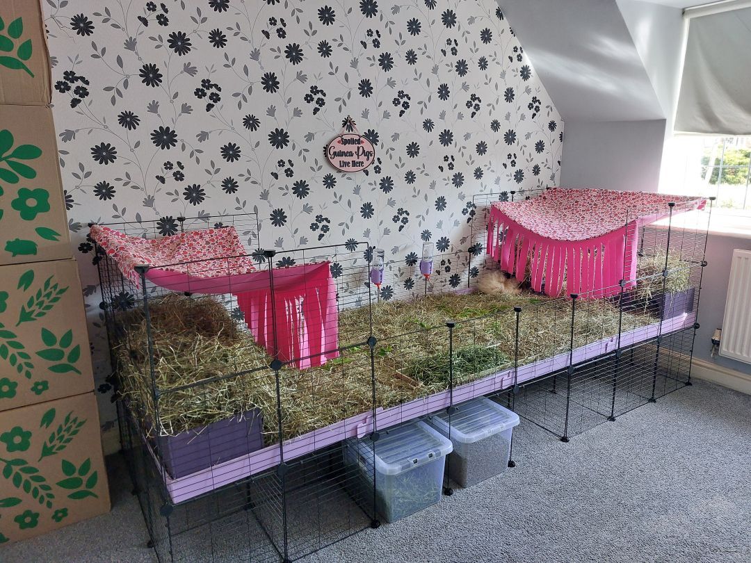 Guinea Pig House Extra Large Wooden Double Entrance (Czar Plum) - Image 2