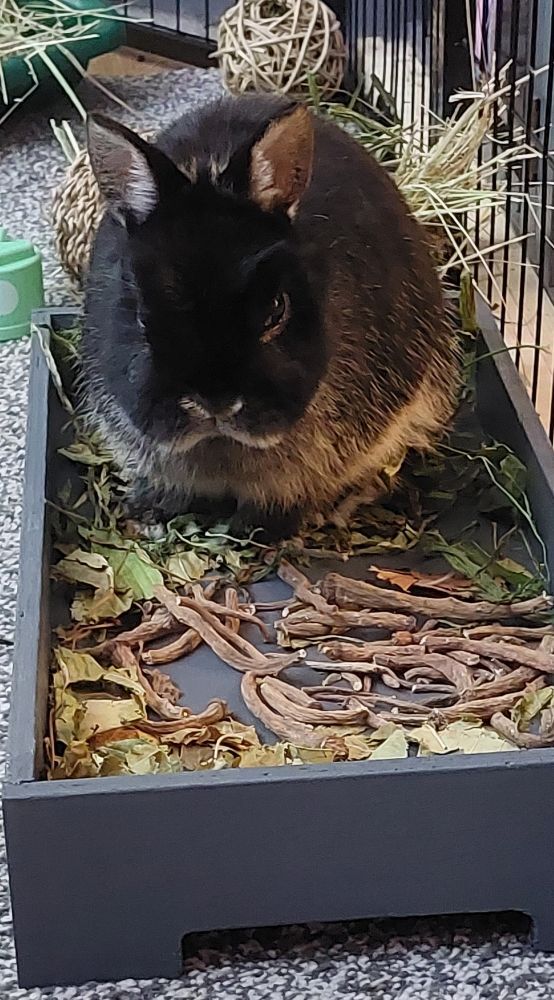 Forage Box Tray for Rabbits and Guinea Pigs (Czar Plum) - Image 12