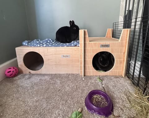 Rabbit Bricked Hideaway - Double Entrance (Natural) - Image 3