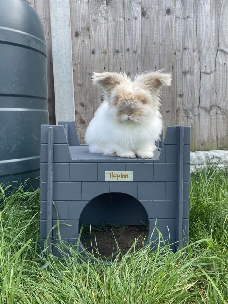 Rabbit Castle for Cats and Kittens too (Slate Grey) - Image 2