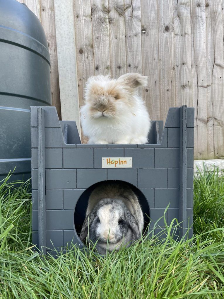 Rabbit Castle for Cats and Kittens too (Slate Grey) - Image 3