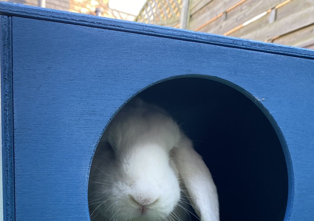 Rabbit Hideaway Wooden Arched Double Entrance (Various Colours) - Image 8