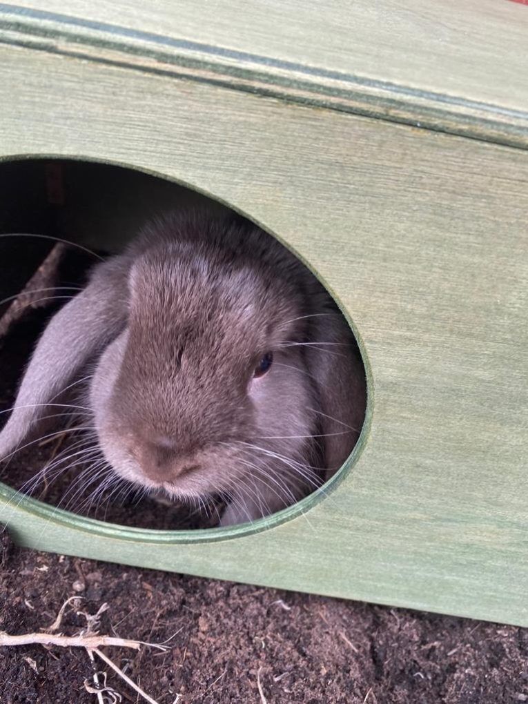 Rabbit Hideaway Cat Hideout - Moss Green - Image 4