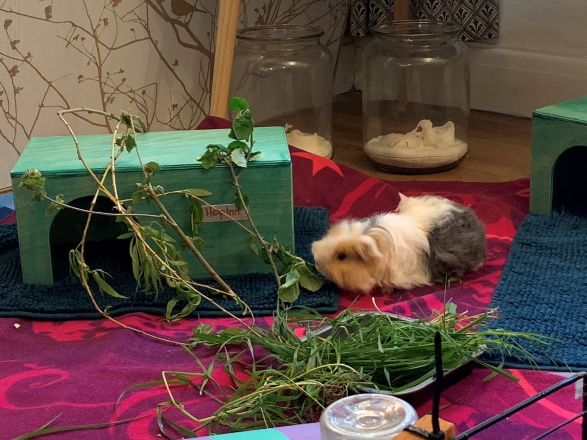 Freshly Picked Forage for Rabbits and Guinea Pigs - Image 4