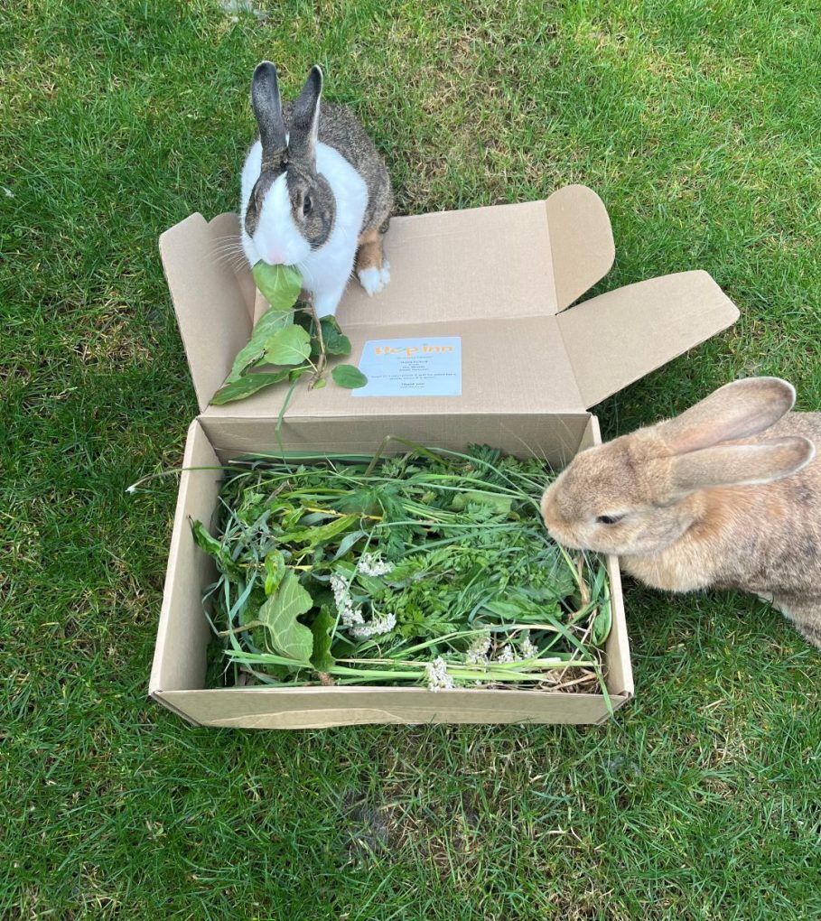 Freshly Picked Forage for Rabbits and Guinea Pigs - Image 6