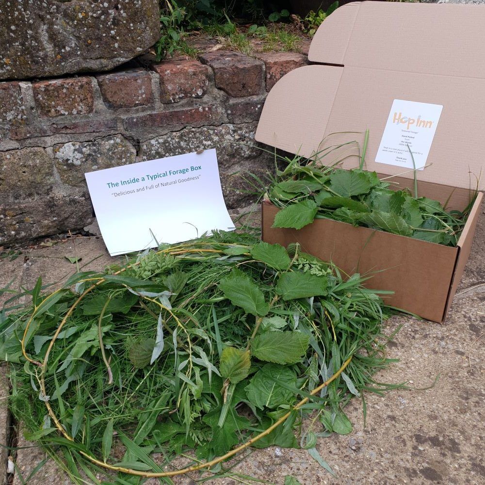 Freshly Picked Forage for Rabbits and Guinea Pigs - Image 2