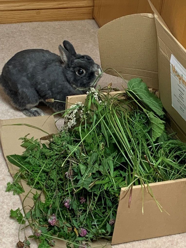 Freshly Picked Forage for Rabbits and Guinea Pigs - Image 8