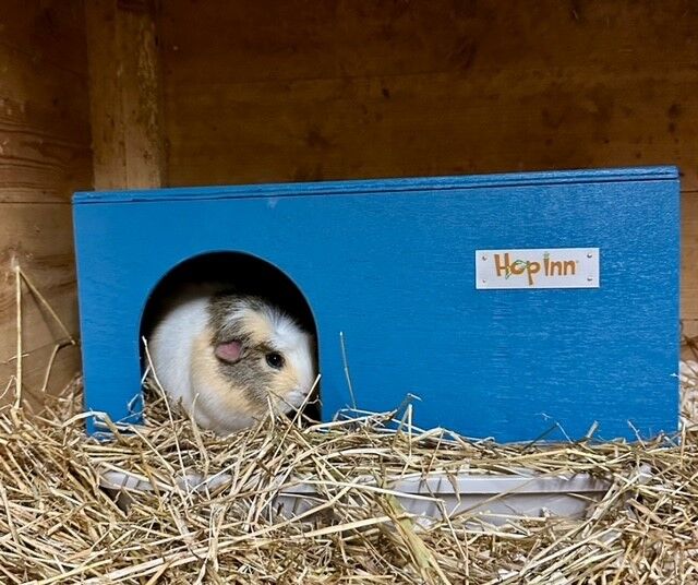 Guinea Pig House - Mariner Blue