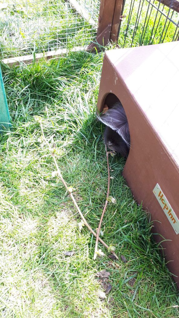 Guinea Pig House - Natural - Image 2