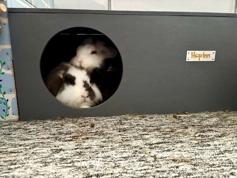 Rabbit Hideaway House - Slate Grey - Image 2