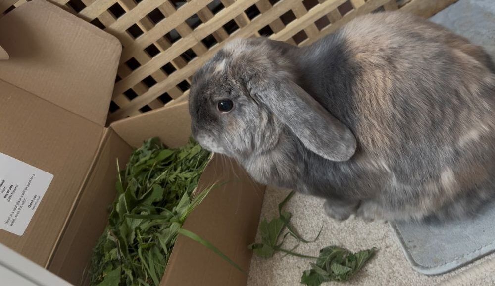 Freshly Picked Forage for Rabbits and Guinea Pigs - Image 9