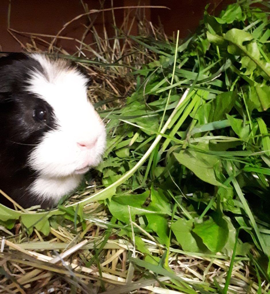 Freshly Picked Forage for Rabbits and Guinea Pigs - Image 5