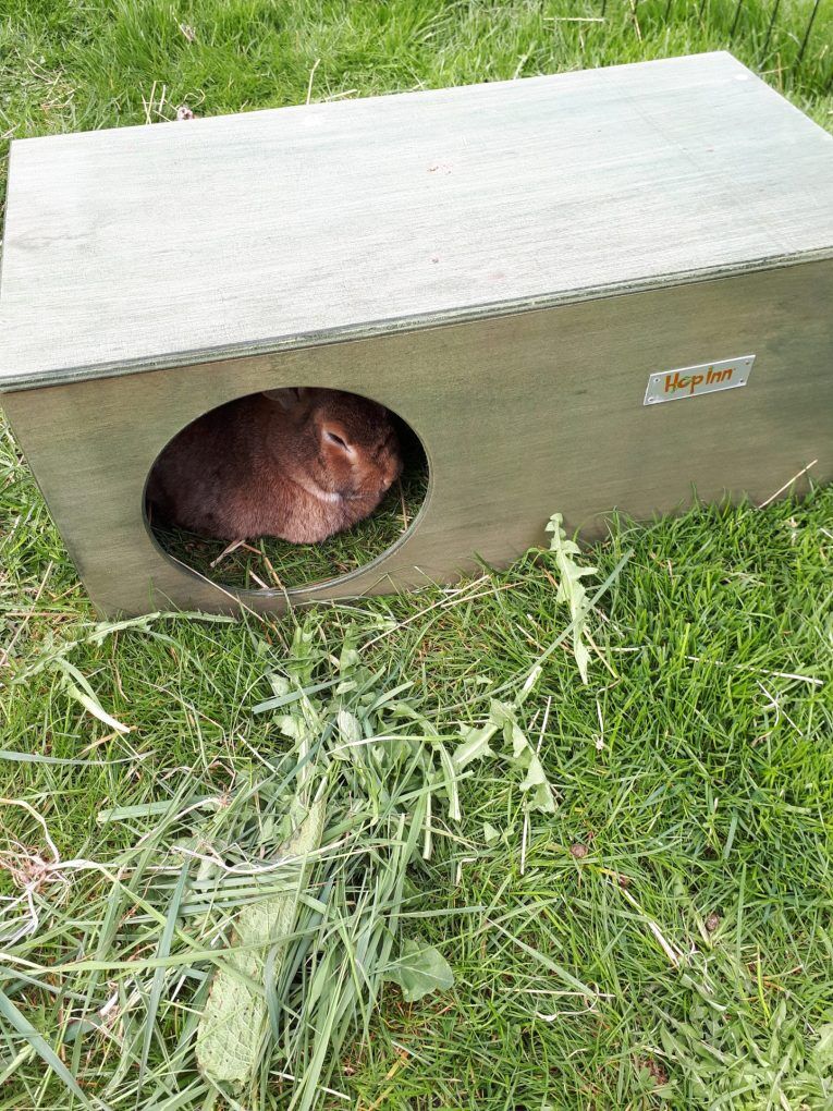 Rabbit Hideaway Cat Hideout - Moss Green - Image 5