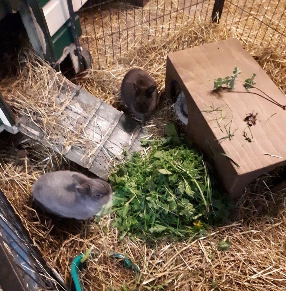 Freshly Picked Forage for Rabbits and Guinea Pigs - Image 7