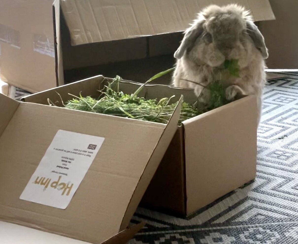 Freshly Picked Forage for Rabbits and Guinea Pigs