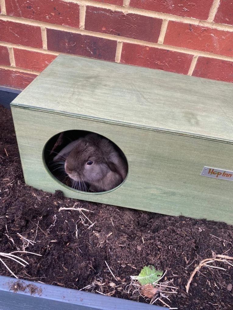 Rabbit Hideaway Cat Hideout - Moss Green - Image 6
