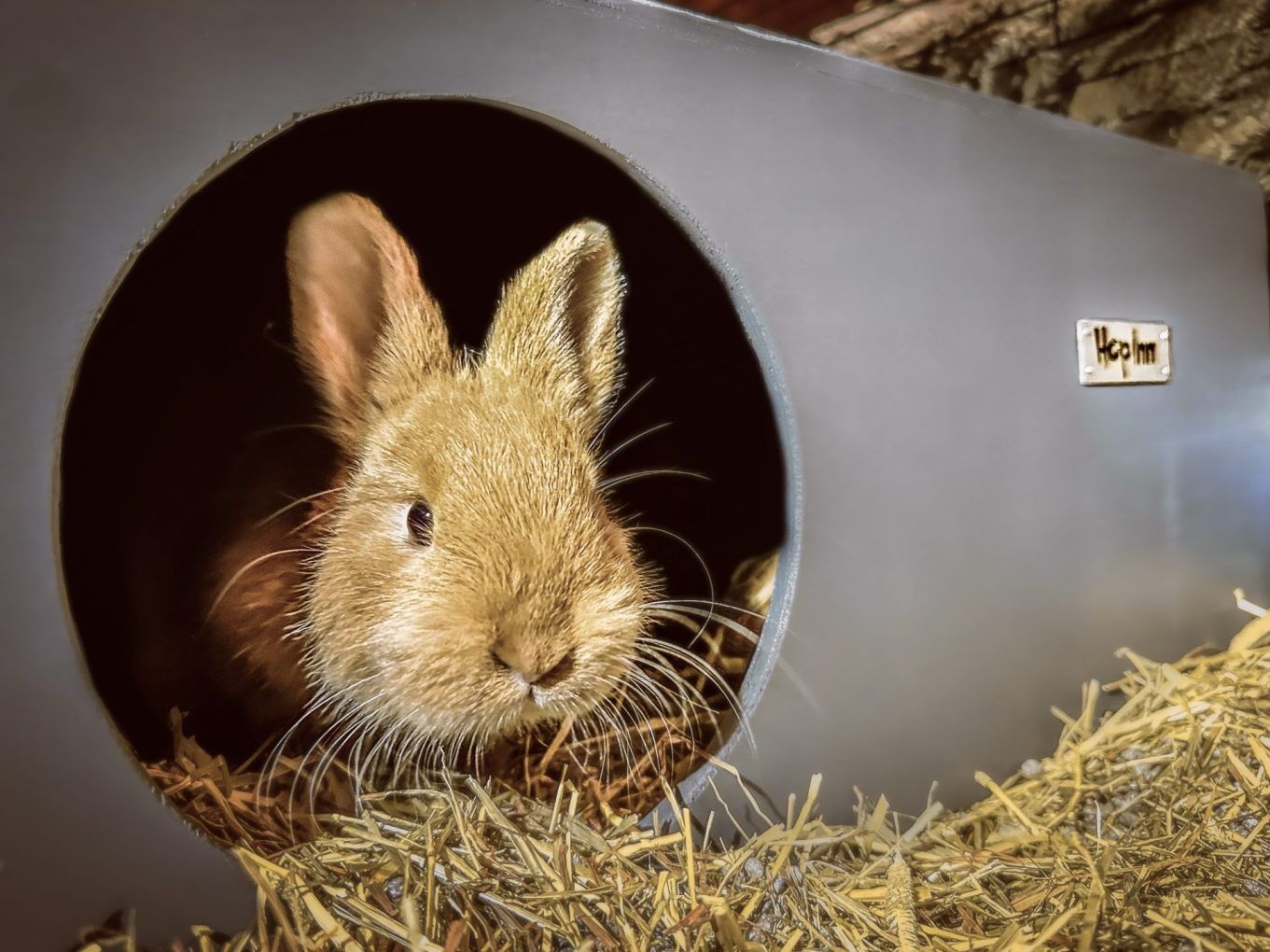 Rabbit Hideaway House - Slate Grey - Image 4