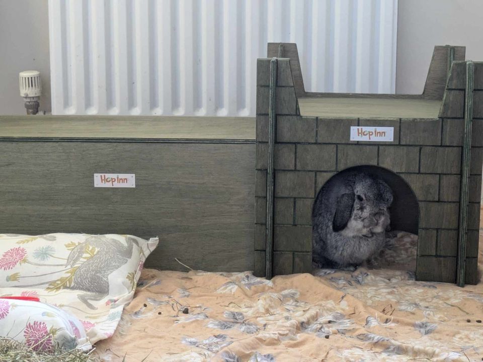 Rabbit Hideaway 3 Way Entrance - Various colours (NEW) - Image 5