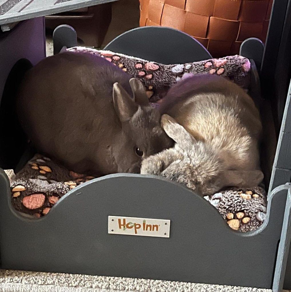 Rabbit and Guinea Pig Beds - Image 3