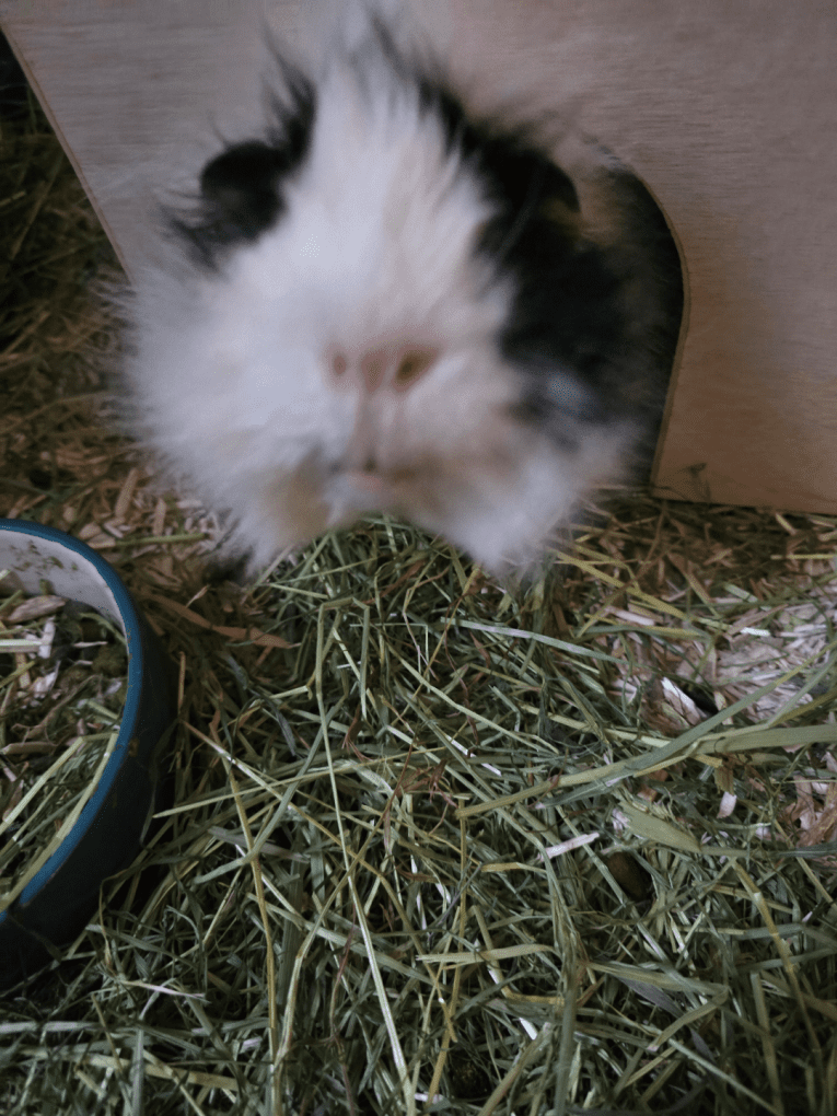 Guinea Pig House - Natural - Image 4