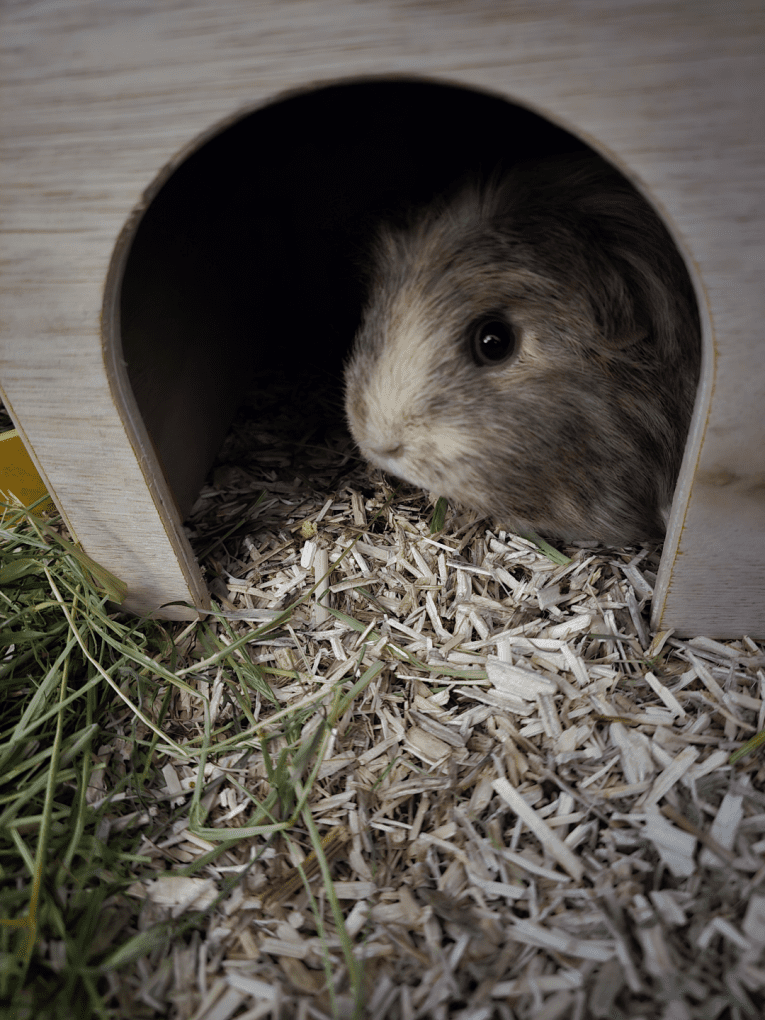 Guinea Pig House - Natural - Image 7