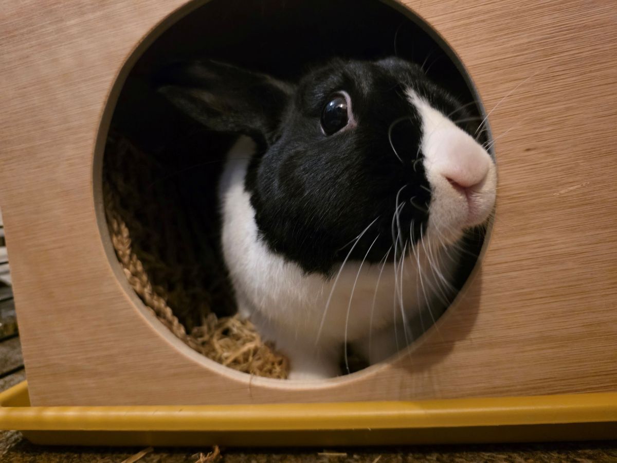Rabbit Hideaway House - Natural - Image 5