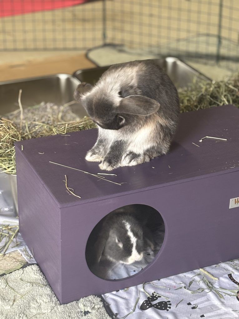 Rabbit Hideaway House - Czar Plum - Image 7