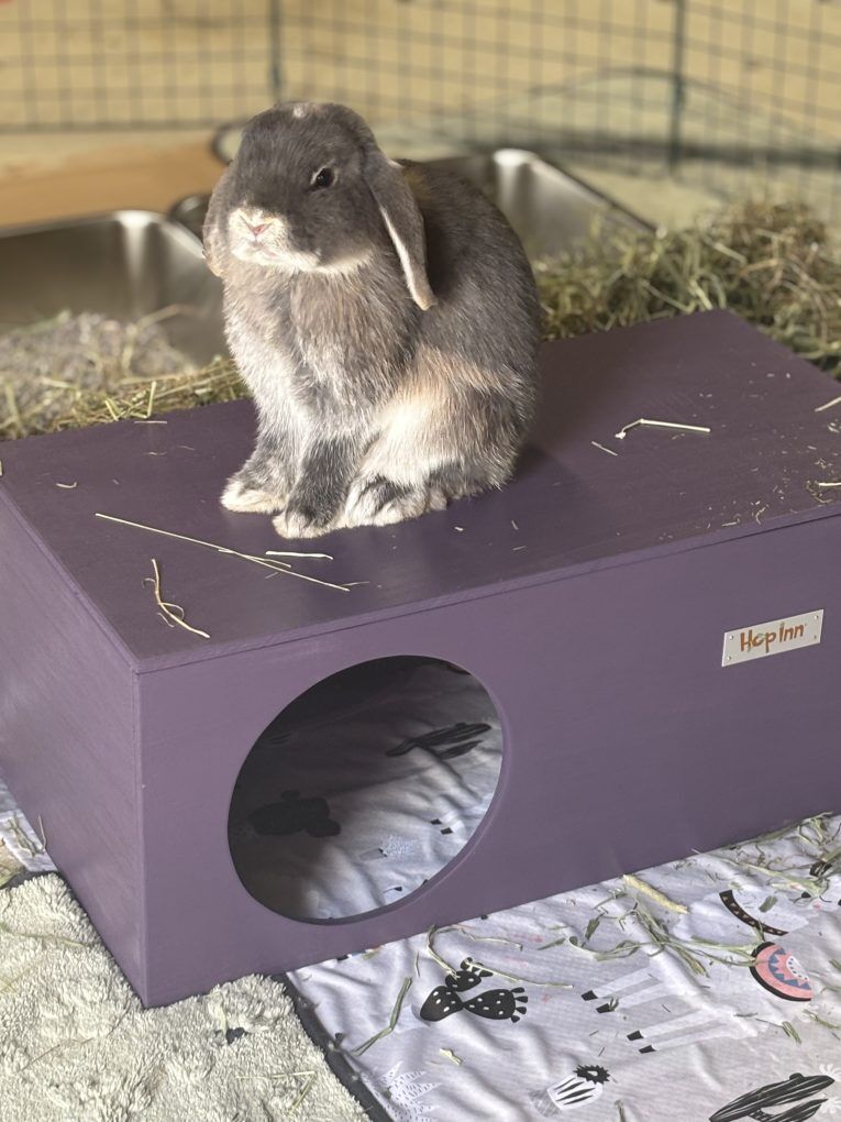 Rabbit Hideaway House - Czar Plum - Image 9