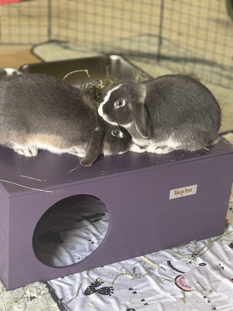 Rabbit Hideaway House - Czar Plum - Image 8