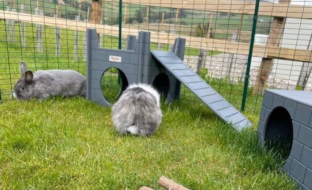 Rabbit Ramp for the Castle - Image 2