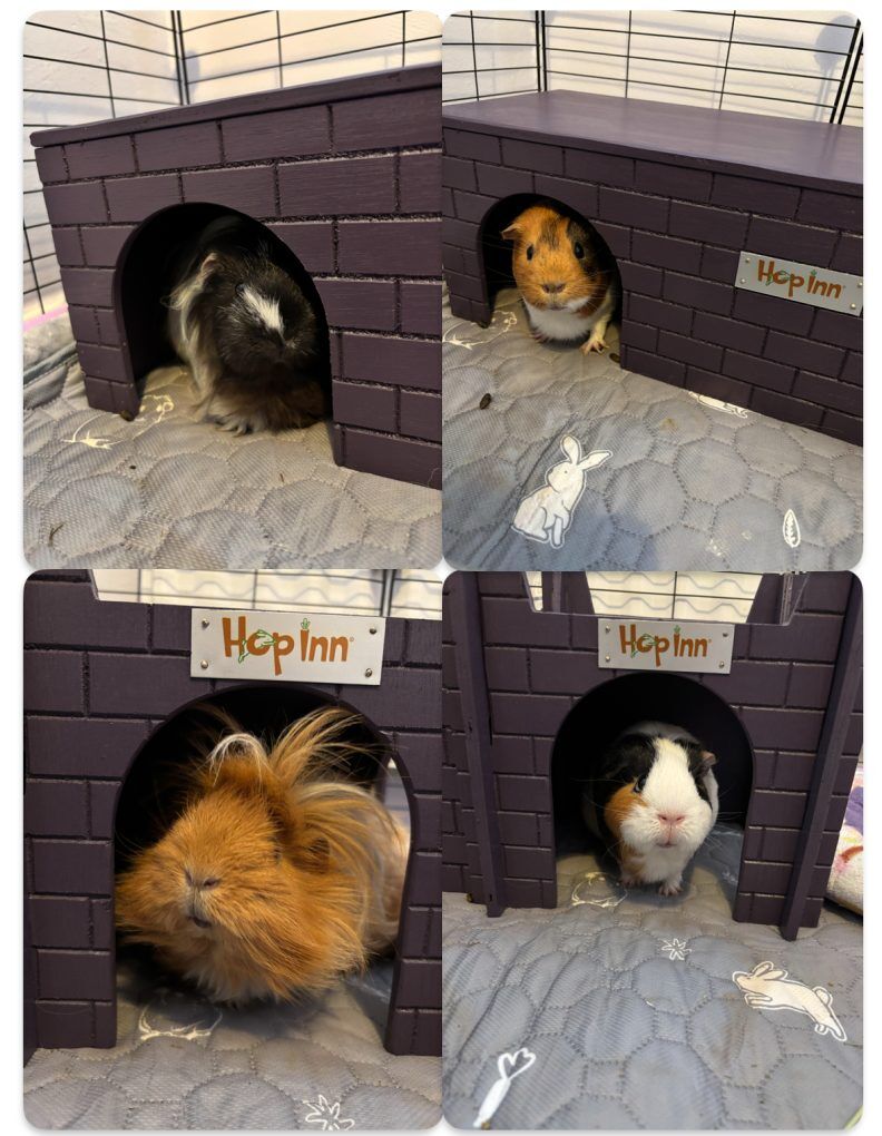 Guinea Pig Castle (Czar Plum) use together with any Hop Inn Guinea Hideaway House - Image 5