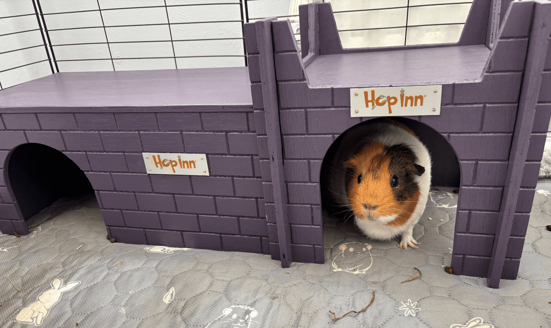 Guinea Pig Castle (Czar Plum) use together with any Hop Inn Guinea Hideaway House - Image 4