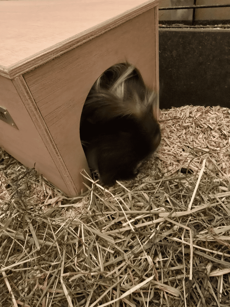 Guinea Pig House - Natural - Image 3